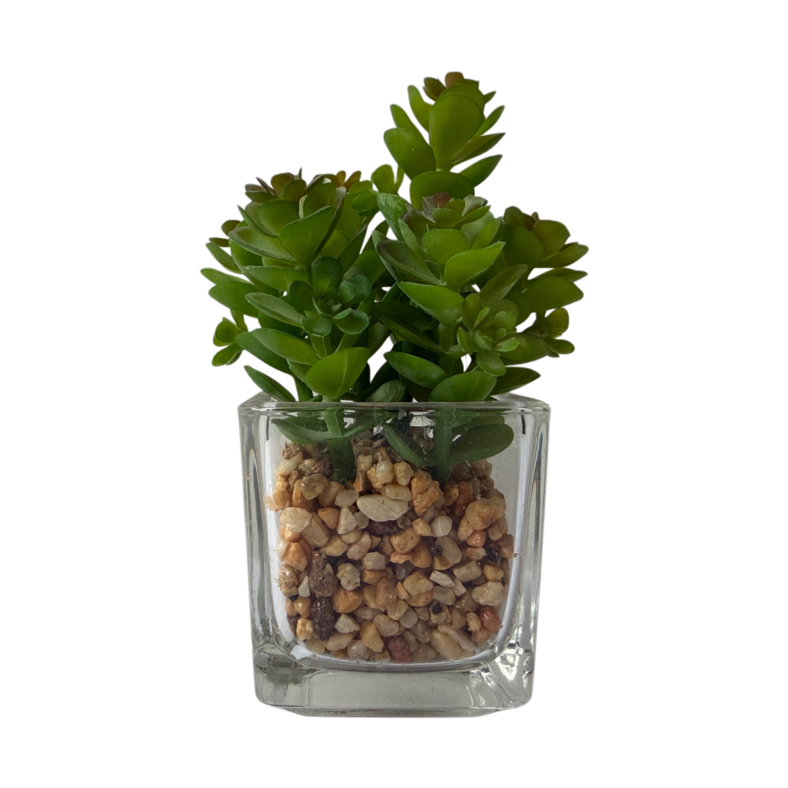 Suculenta artificial con base de cristal