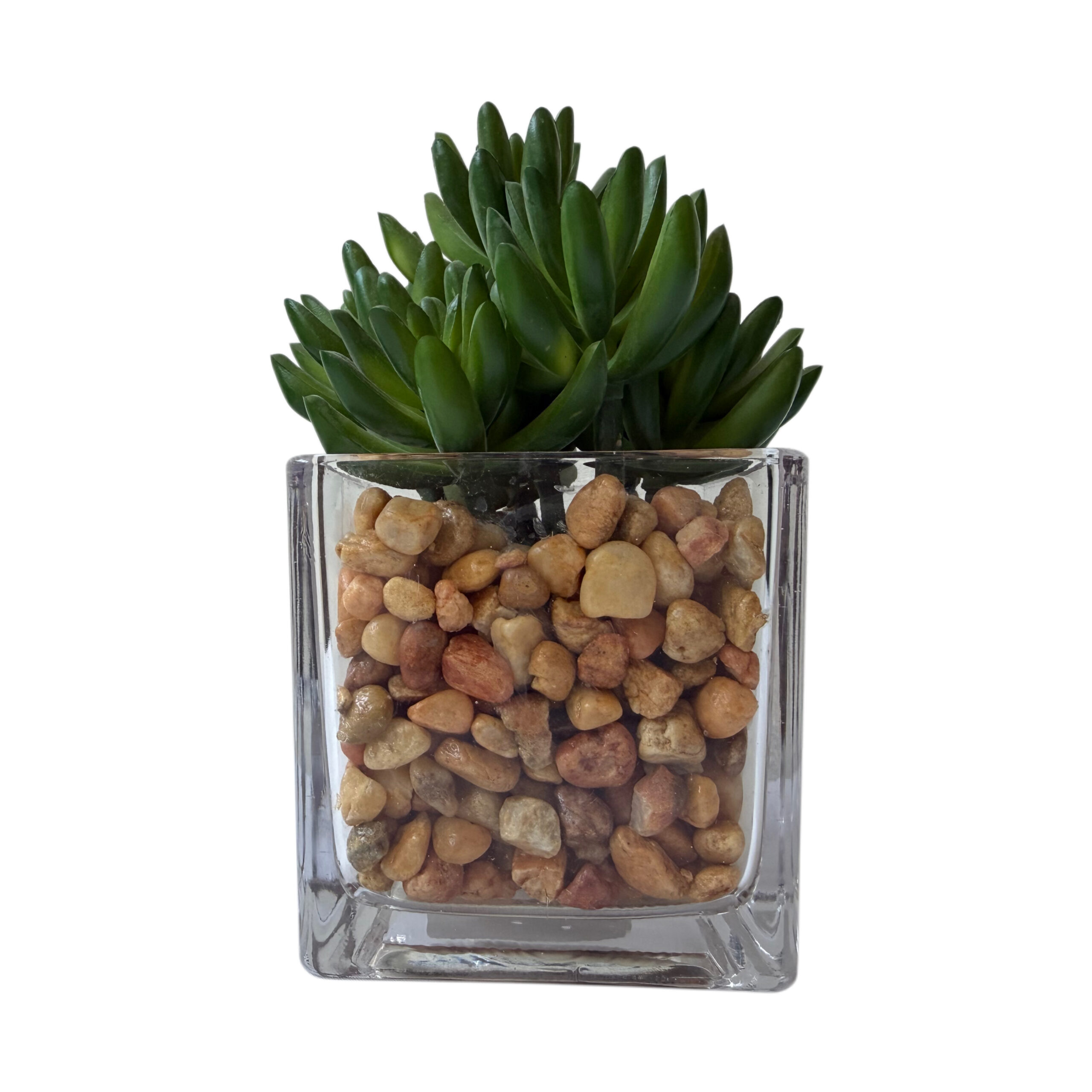 Suculenta artificial con base de cristal
