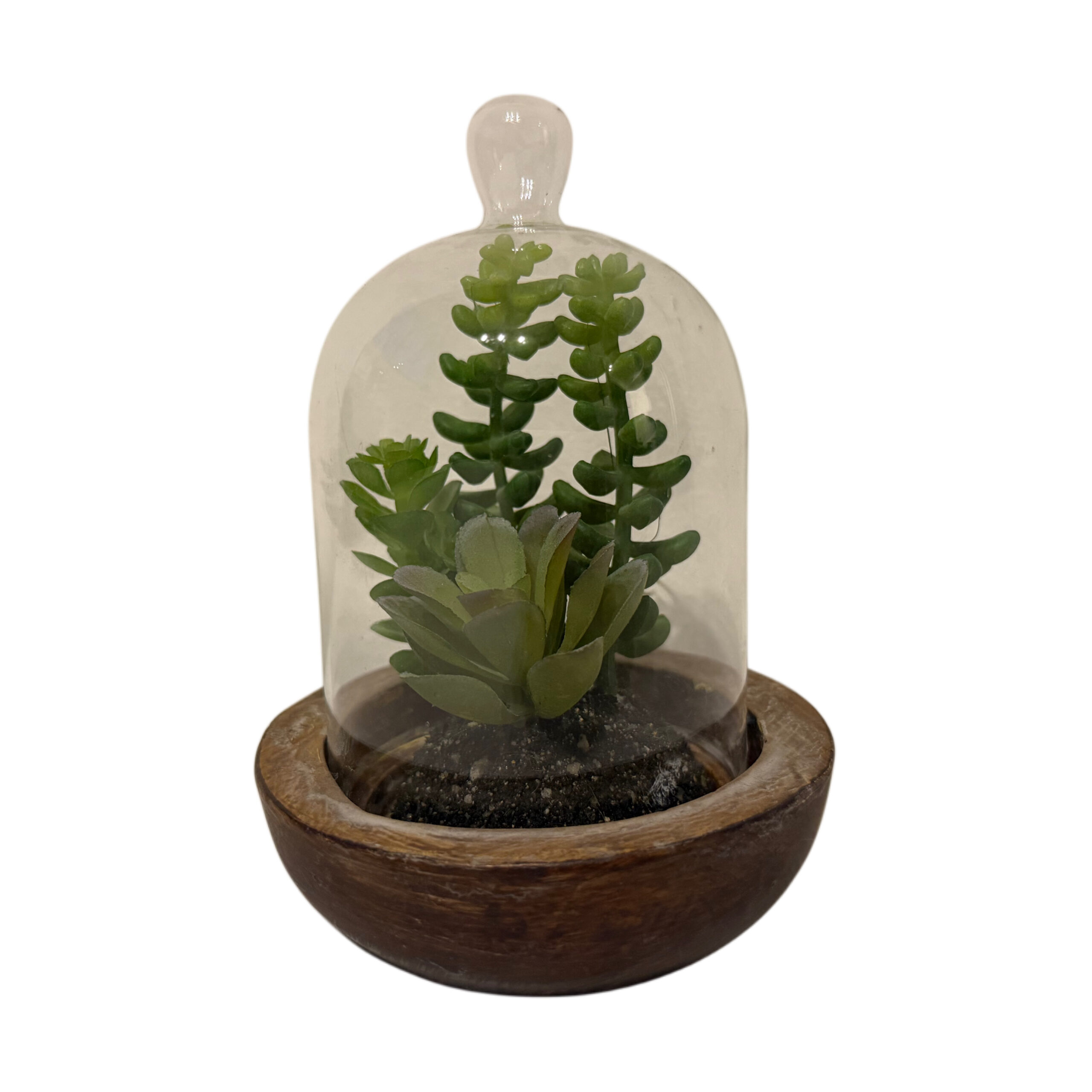 Suculenta artificial con base de cemento