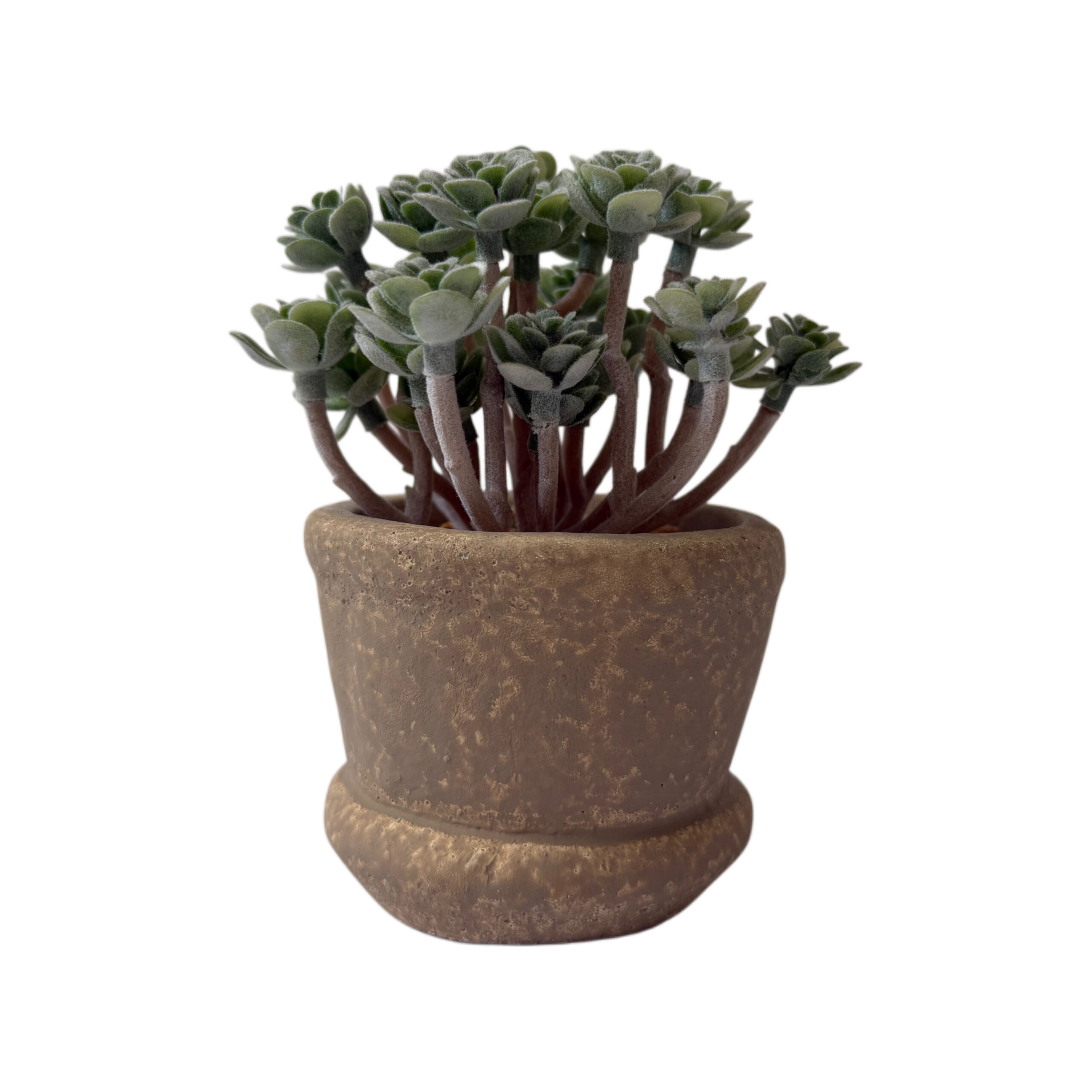 Suculenta artificial con base de resina