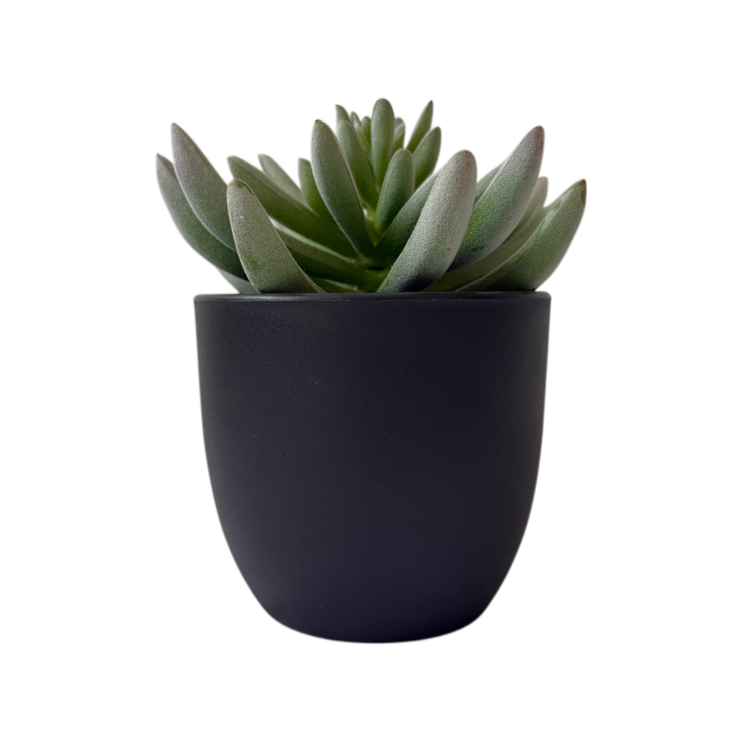 Suculenta artificial con base de plástico