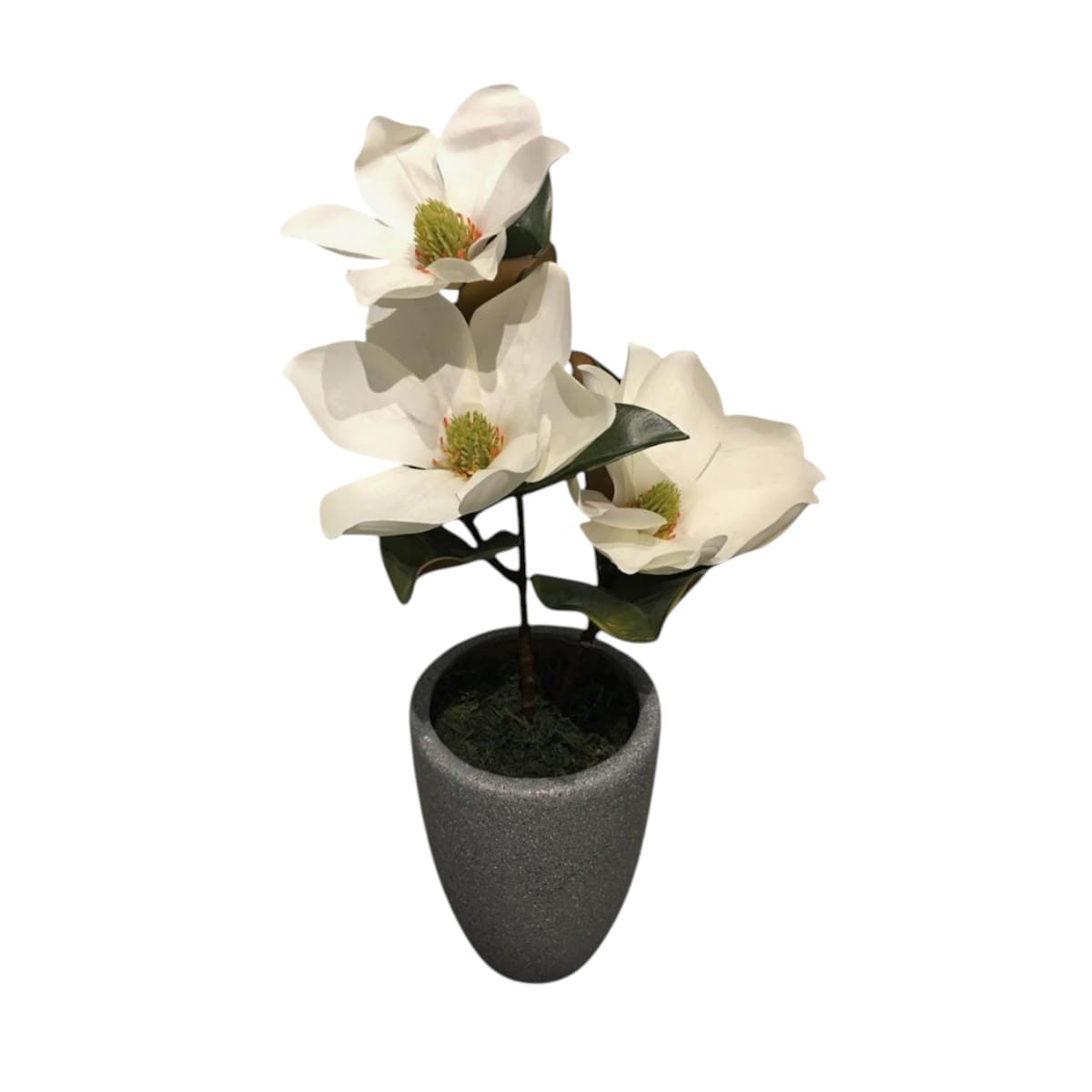 Planta decorativa con flores de magnolia