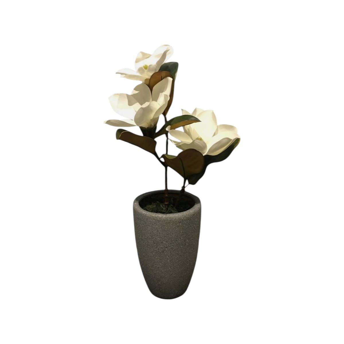 Planta decorativa con flores de magnolia - Imagen 3